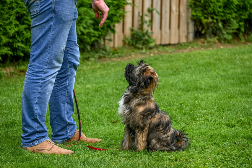 Austin dog training program options