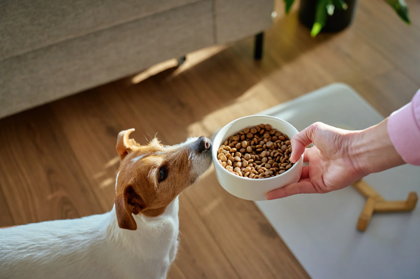 Structured feeding protocol for multi-dog household in Austin