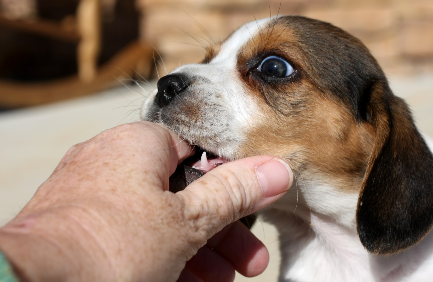 Dog training and boarding at All Dogs Unleashed