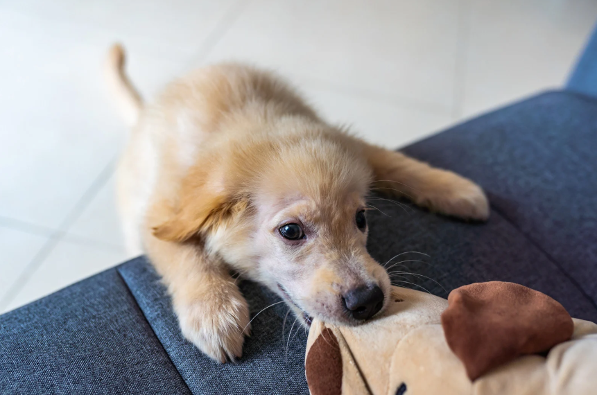 Puppy mouthing and biting reasons explained