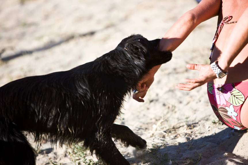 Austin puppy trainer working on bite inhibition