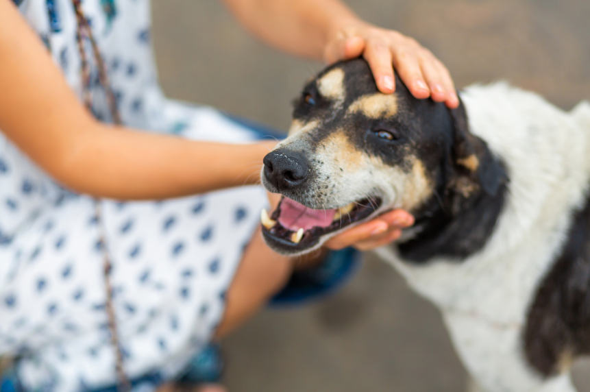 Dog training and boarding at All Dogs Unleashed