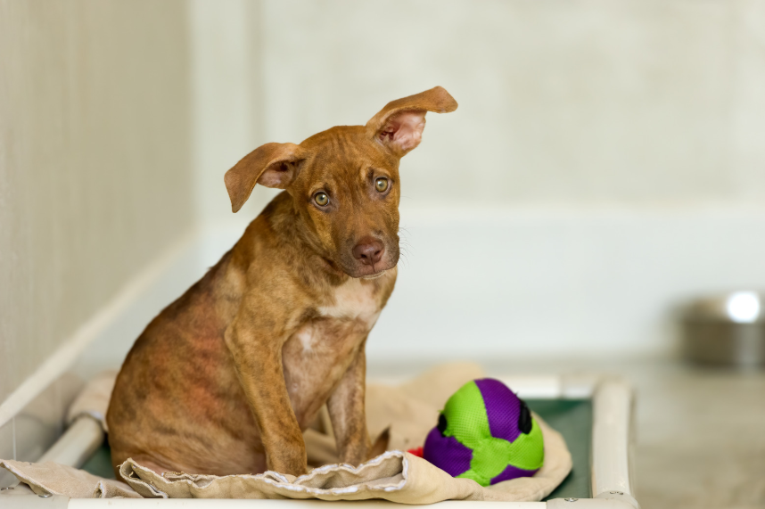 Rescue dog showing behavioral challenges in Austin