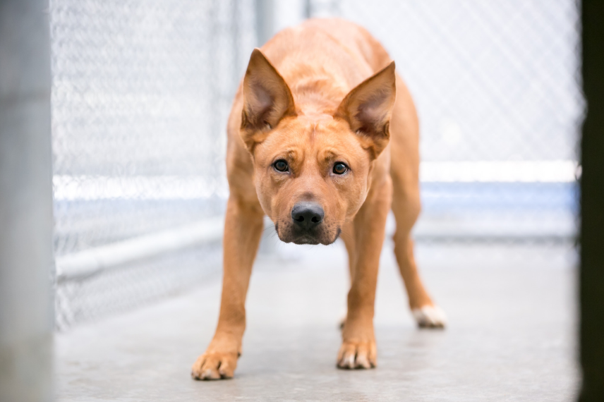 Professional dog trainer working with a rescue dog in Austin