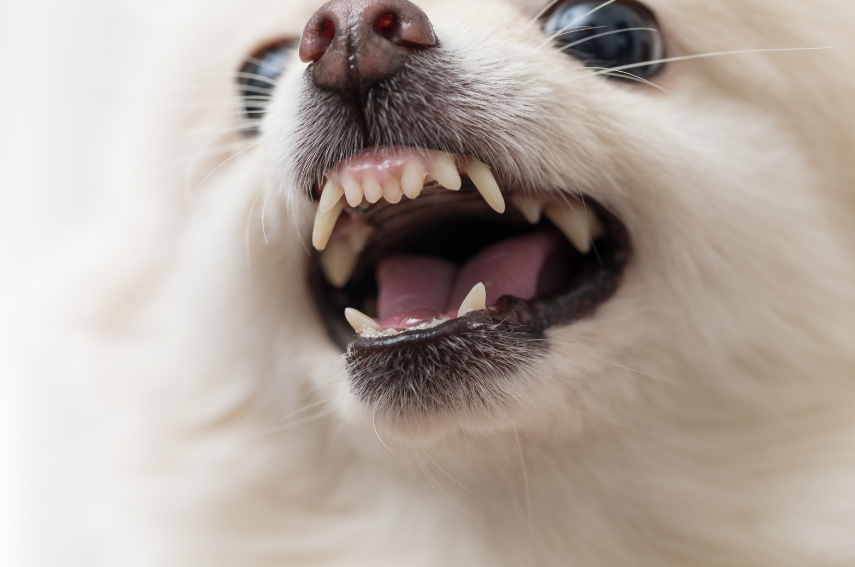 Dog showing dominant behavior and pushy posture indoors