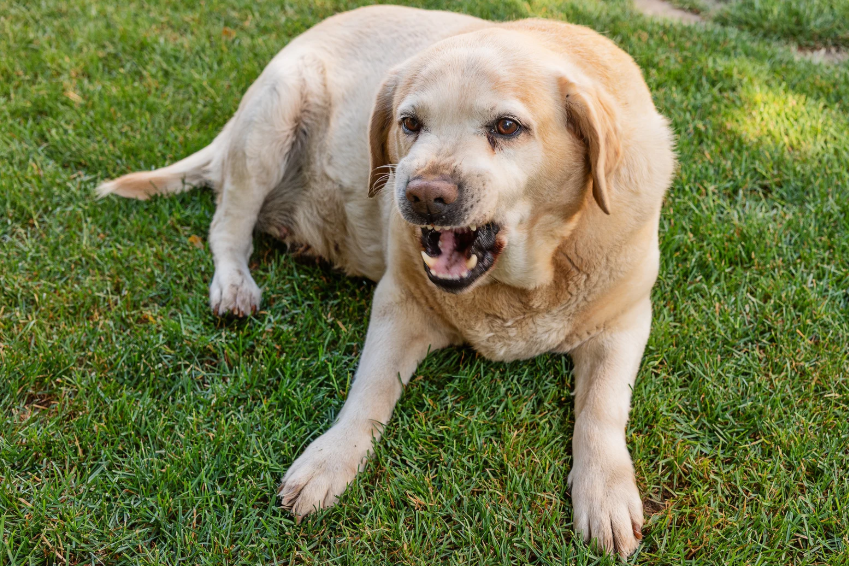 Yellow Labrador lying on grass showing calm body language