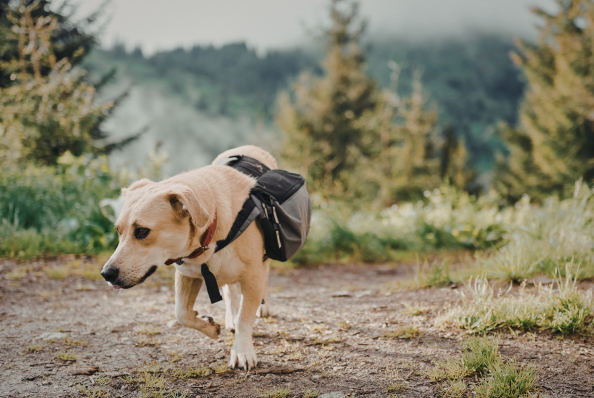 Dog wearing a hiking backpack on a mountain trail through pine trees