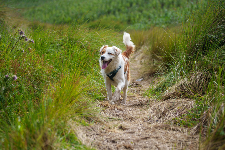 Fluffy dog trotting on a narrow dirt trail through tall grass