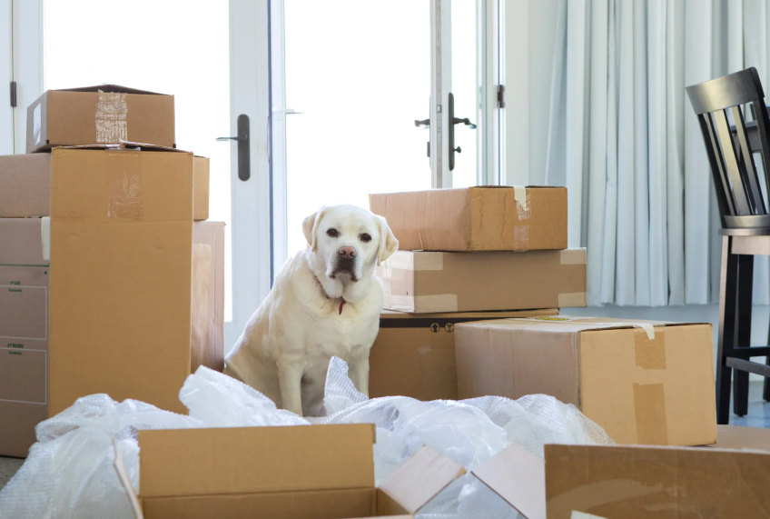 Mixed breed dog sniffing the floor in a new room with moving boxes nearby