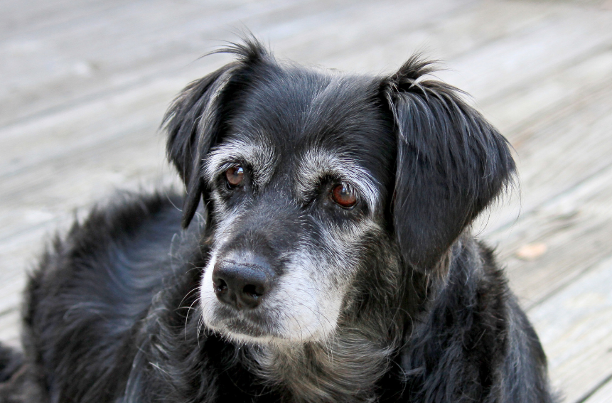 Senior black mixed-breed dog with gray muzzle resting on a wooden deck
