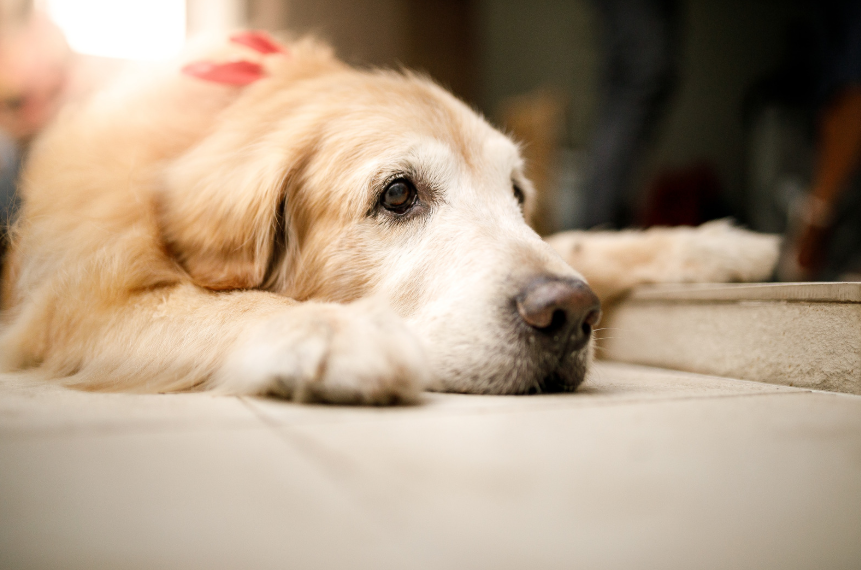 Senior golden retriever lying flat with chin on the floor, looking disoriented