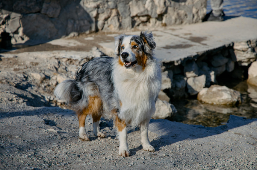 Australian Shepherd on a Colorado hiking trail