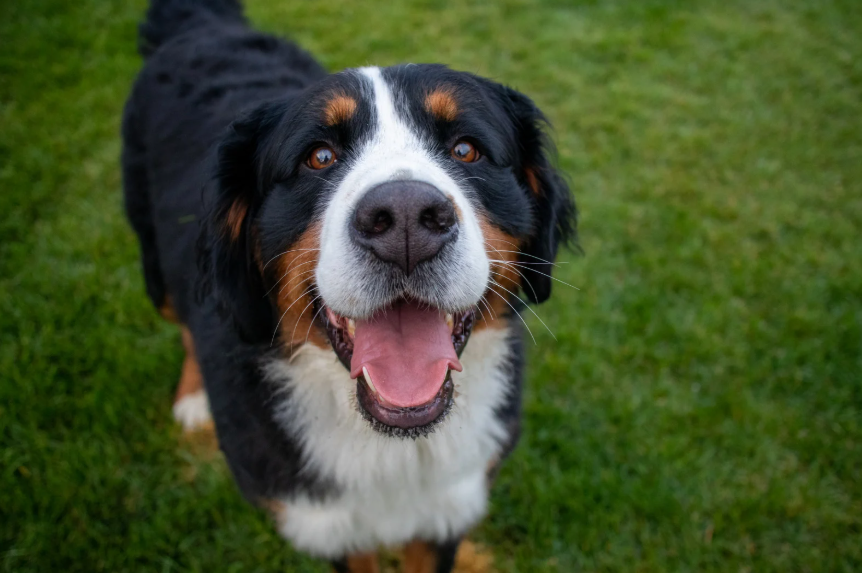 Bernese Mountain Dog on a Colorado trail in winter