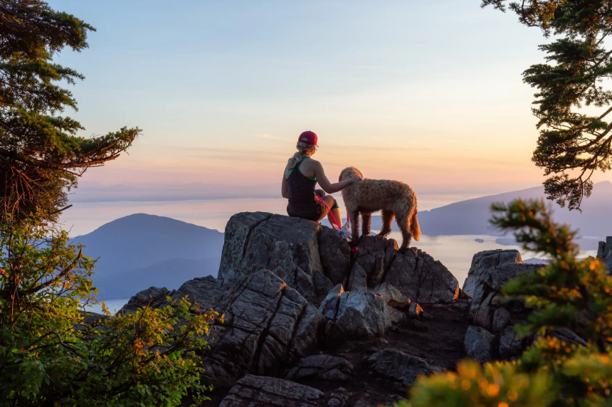 9 Dog Breeds Built for Hiking Colorado Trails