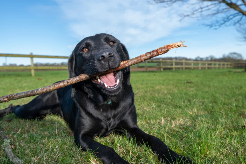 Labrador Retriever on a Colorado hiking trail