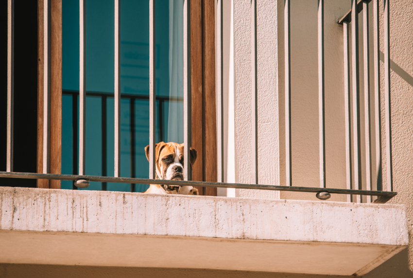 12 Apartment-Friendly Dog Breeds That Thrive in Denver