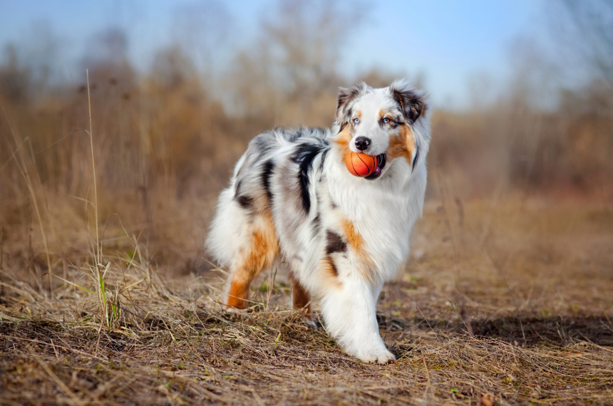 Australian Shepherd enjoying outdoor time with a Denver family