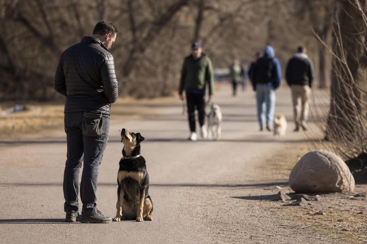 dog owner rewarding a dog for a sit during leash training in Denver