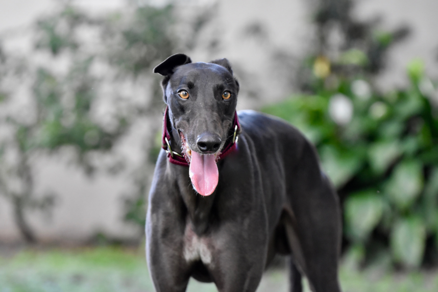 Greyhound resting indoors in a Denver apartment