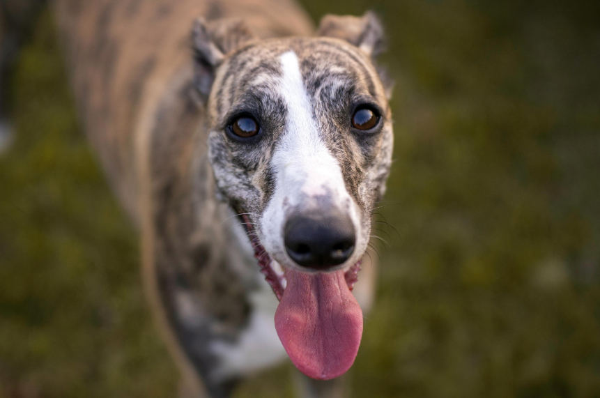 Greyhound relaxing with a family in Denver