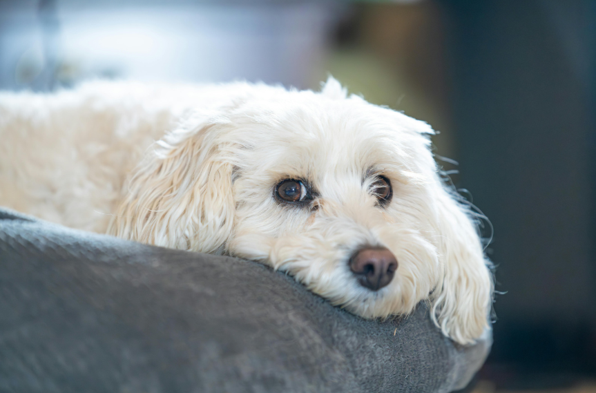 Best Hypoallergenic Dog Breeds for Denver Apartment Living