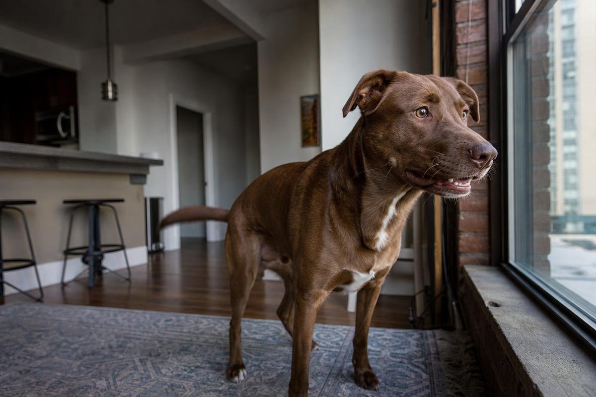 indoor dog behavior problems in Denver apartment