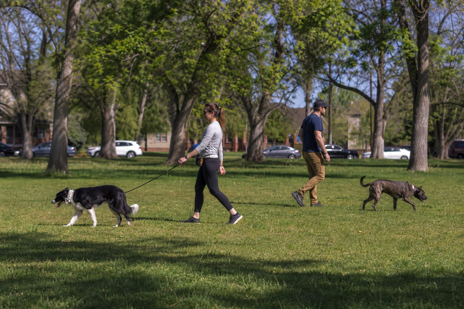 Two dogs doing a parallel walk with separate handlers in a Denver park before their first direct meeting