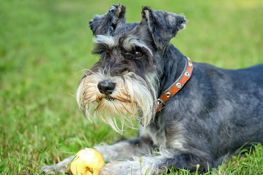 Miniature Schnauzer in a Denver apartment setting