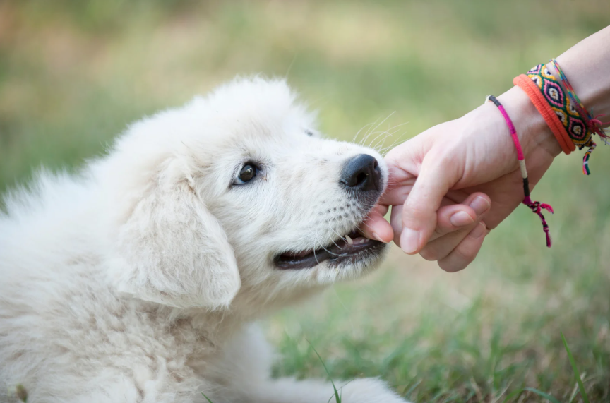 Dog training and boarding at All Dogs Unleashed