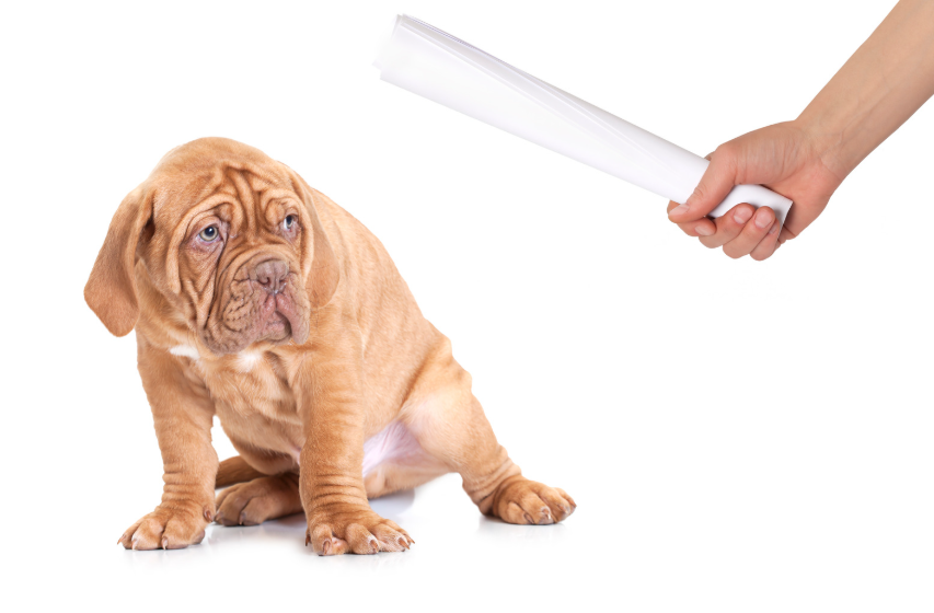 What not to do when a puppy bites — avoid yelling or physical corrections