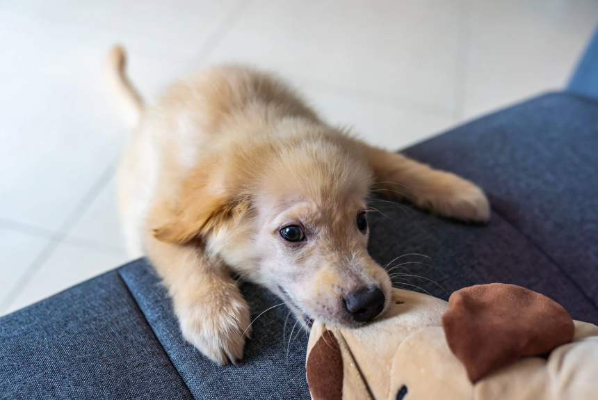 Puppy biting training redirect method — offering a chew toy instead of hands