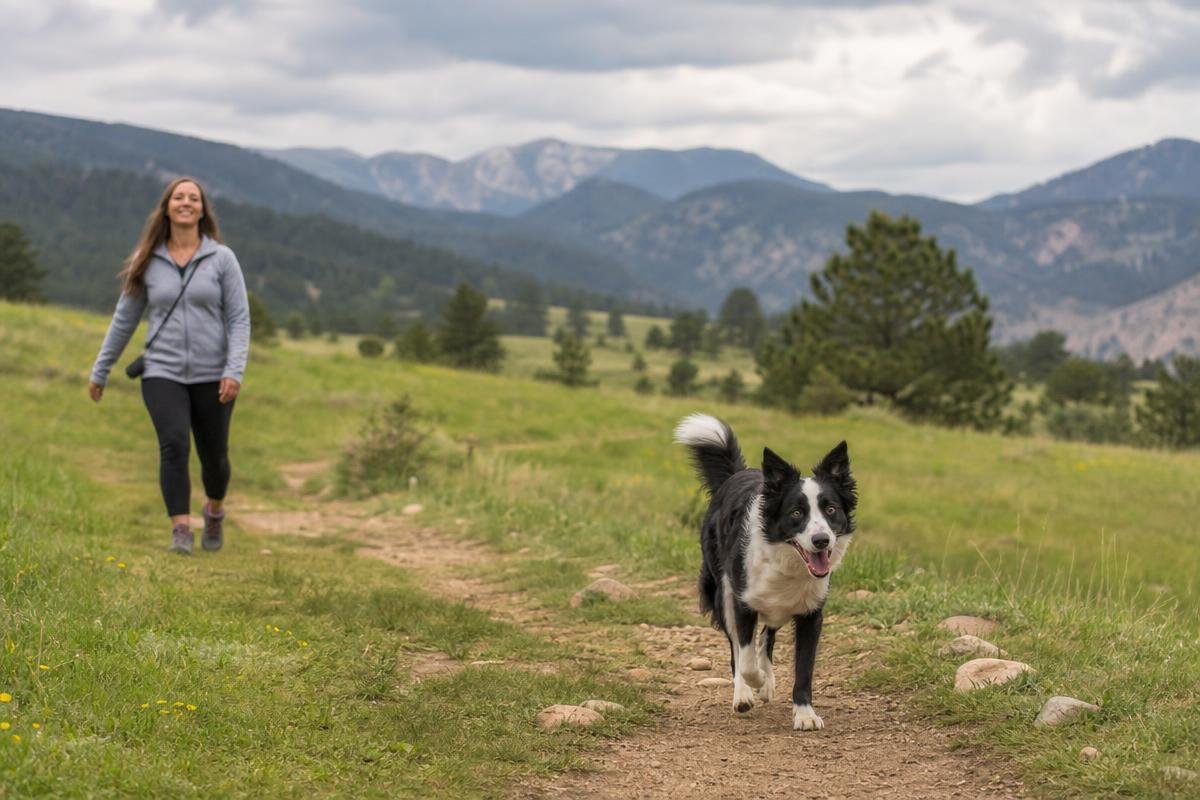 trained dog on off-leash trail near Denver CO