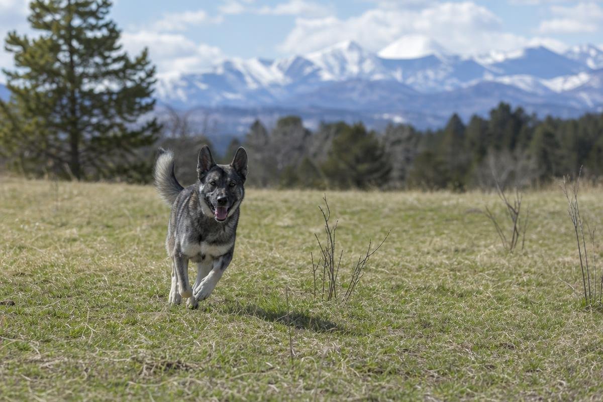 dog on off-leash dog trails Denver CO open meadow