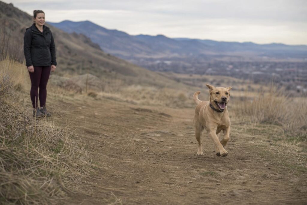 Dog training and boarding at All Dogs Unleashed