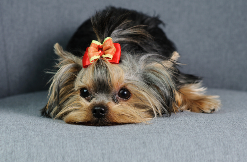 Yorkshire Terrier in a Denver apartment