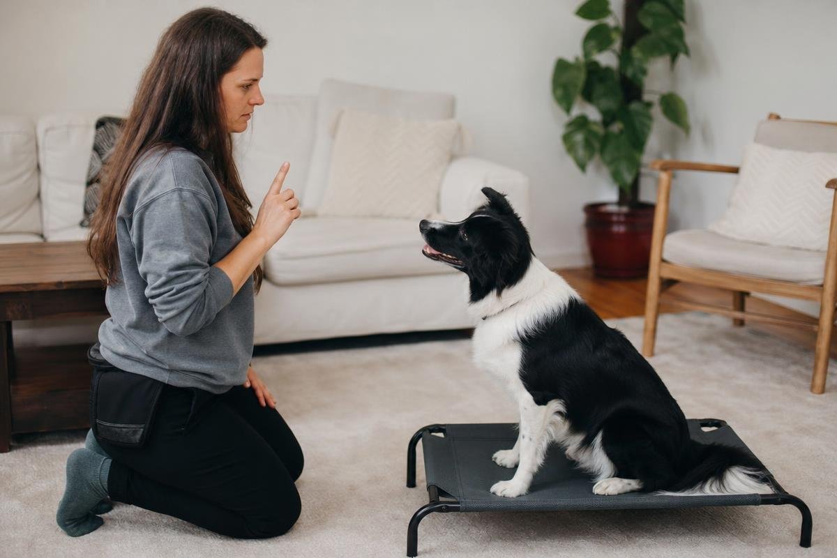 dog board and train Dallas program trainer working with dog on obedience commands