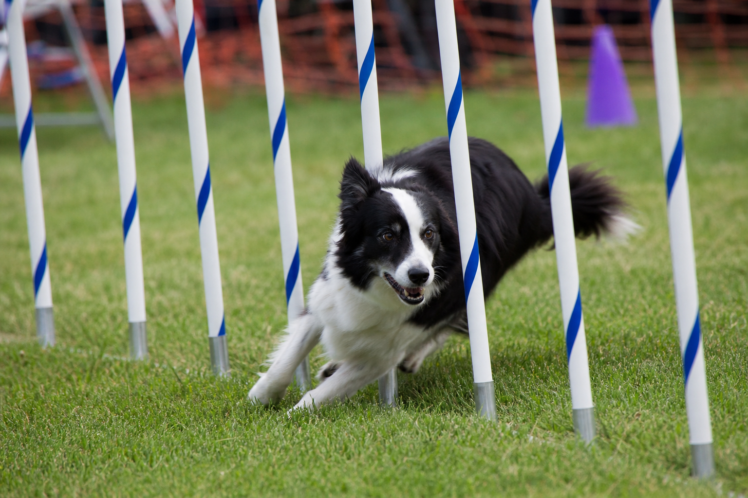Why Dallas Weather Shapes the Agility Experience