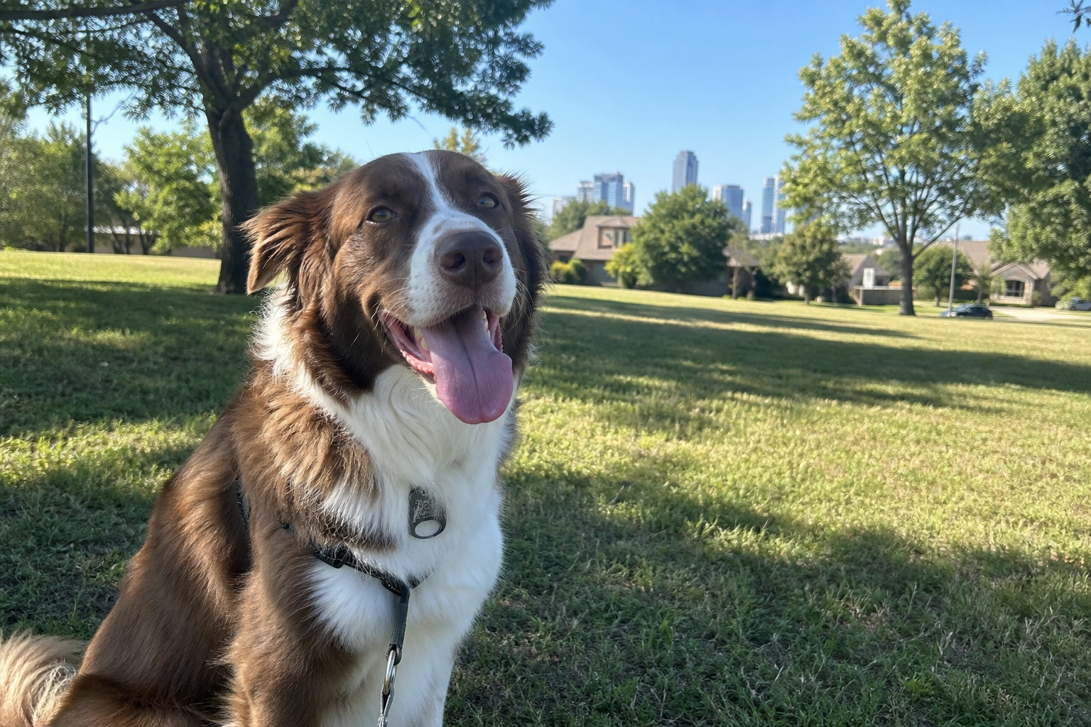 How Lifestyle Should Drive Your Breed Choice