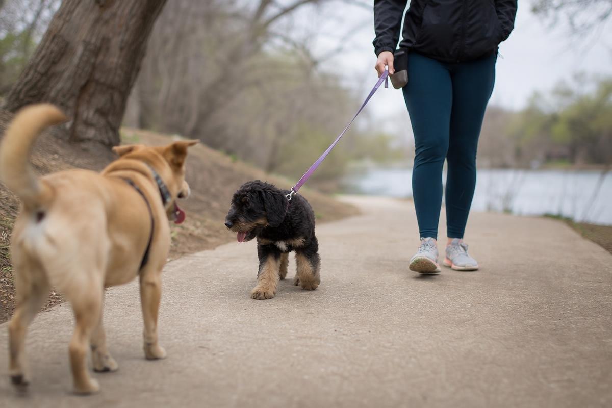 puppy training tips Fort Worth dog owner on trail