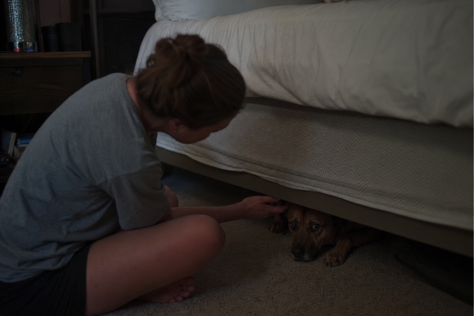 Signs Your Dog Has Noise Phobia