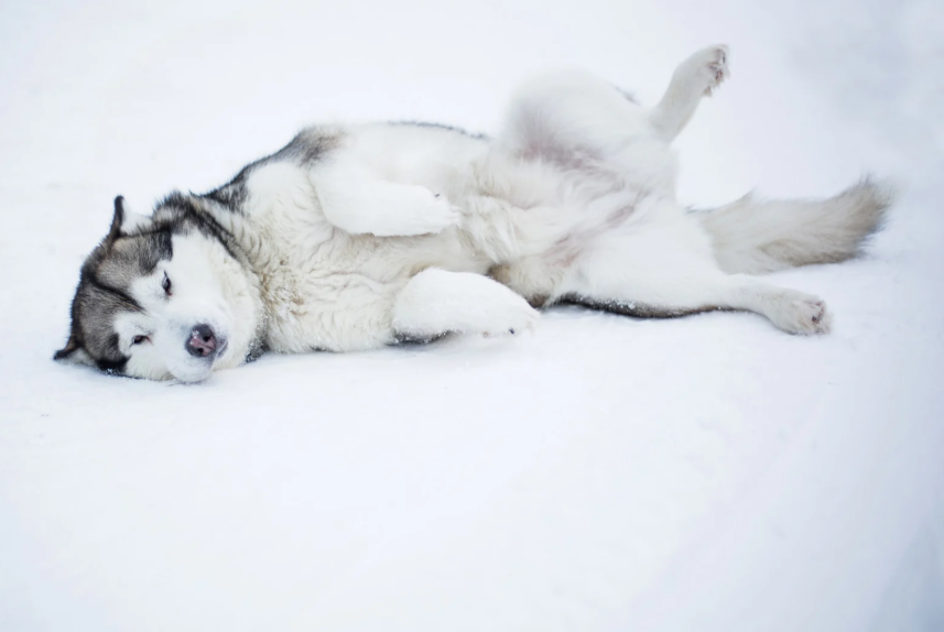 Cold-hardy dog breed comfortable in Denver winter snow