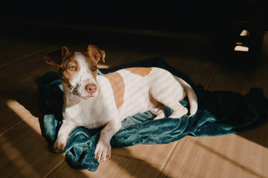 A dog resting outdoors in Denver at high altitude during a training break