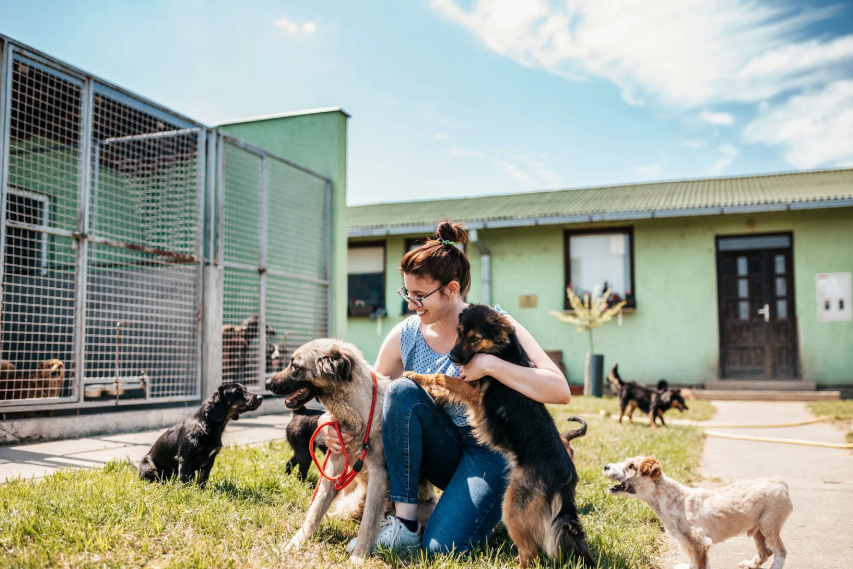 Dogs socializing in a controlled setting during Denver dog training