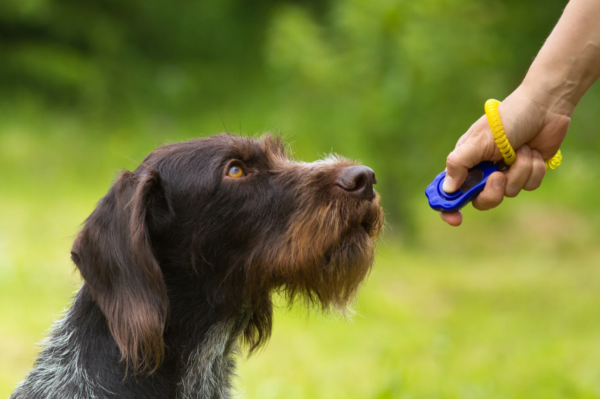 12 Dog Training Tips Every Denver Owner Should Know