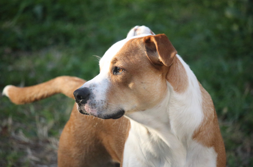 Dogs displaying different body language signals during a Denver park encounter