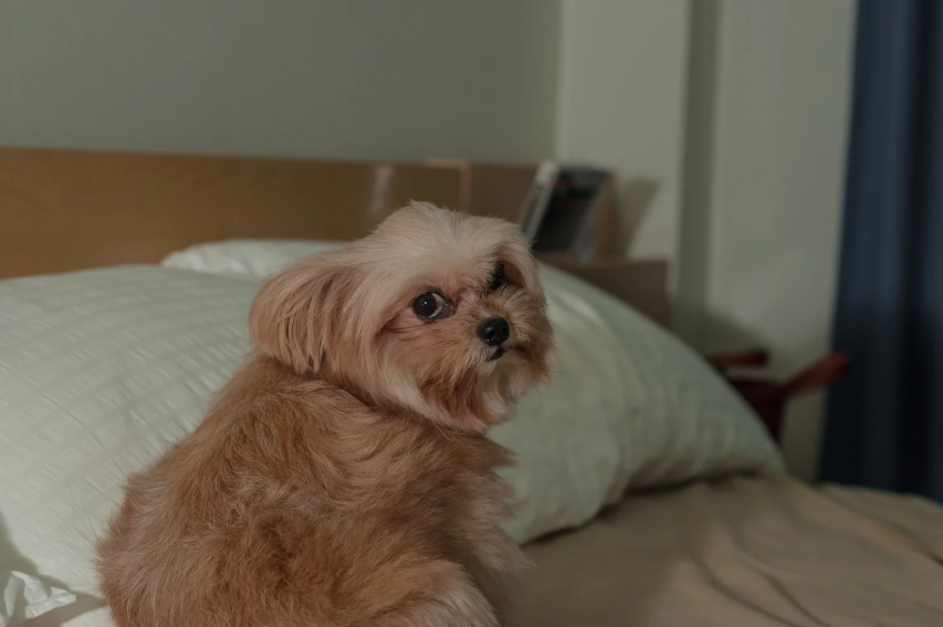 Dog Body Language Every Denver Owner Should Read