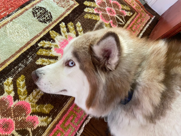 Close-up of a dog's face showing soft eyes and relaxed mouth expression