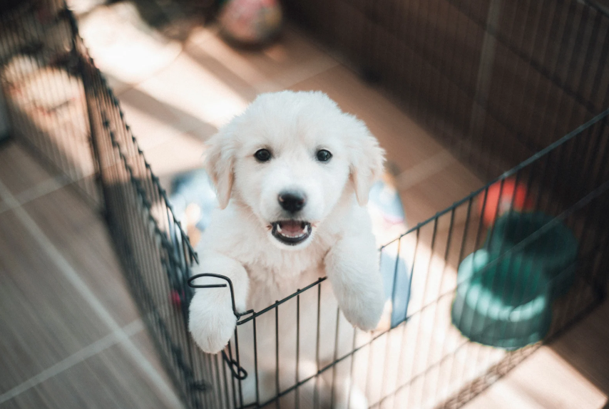 Puppy potty training gear setup for a Denver apartment