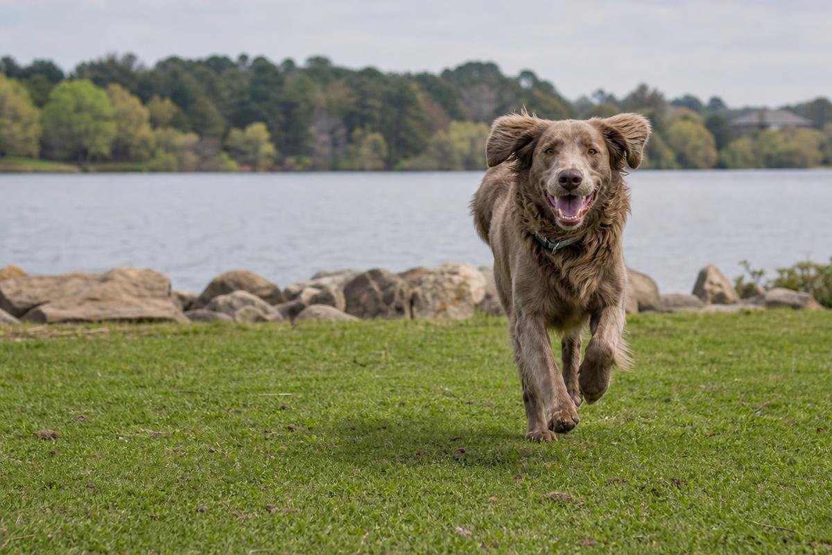 off leash dog training near Cross Lake greenway in Shreveport