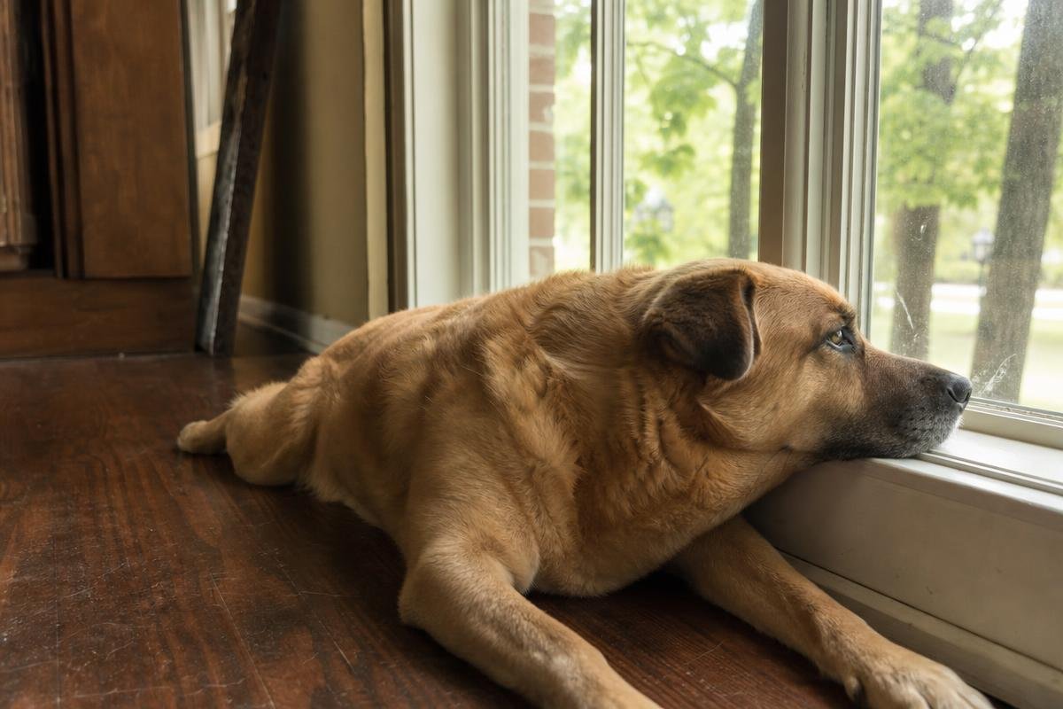 dog with separation anxiety staying indoors during hot Shreveport summer